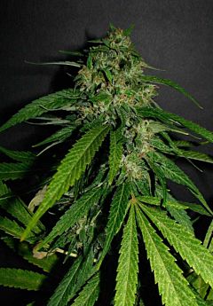 Seedism Seedbank Hex