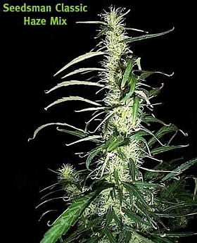 Seedsman Seedbank - Haze Mix Regular 
