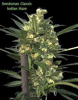 Seedsman Seedbank - Indian Haze Regular