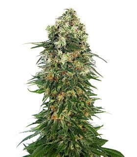 Sensi Seeds Shiva Skunk Auto Fem