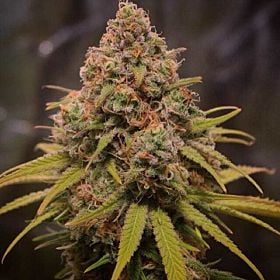 sin city sequoia strawberry
