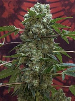 Serious Seeds -  AK47 Regula