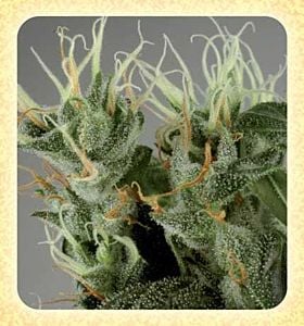 de sjamaan shamanic haze