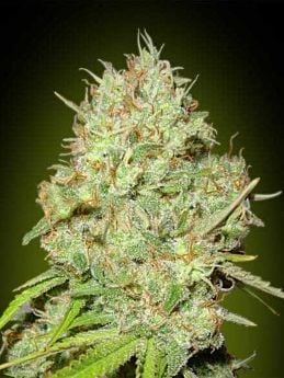 Advanced Seed Banks Shark Widow Feminized