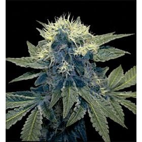 DNA Genetics Sharks Breath Regular