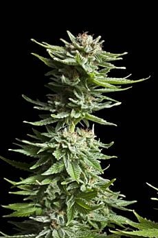 Royal Queen Seeds Shining Silver Haze Feminised