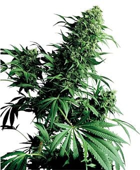 Sensi Seeds Shiva Shanti Regular 