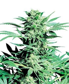 Sensi Seeds Shiva Skunk Regular