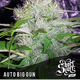 short stuff auto big gun