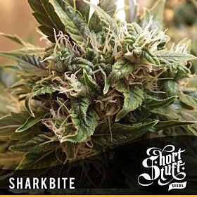 short stuff sharkbite