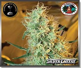 Big Buddha Silver Cheese Feminised