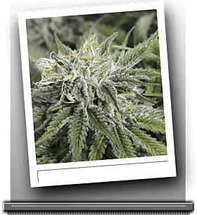 Sin City Seeds Frozen Tangerines