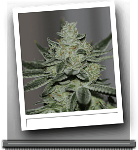 Sin City Seeds Sin's OG
