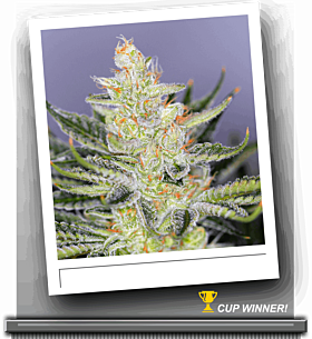 Sin City Seeds Tangerine Power