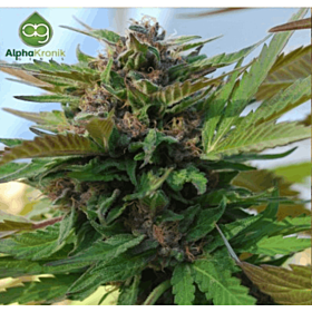 Alphakronik Genes Seedbank Sin City Kush Regular Plant