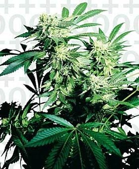 Sensi Seeds Skunk Kush Feminised Seeds 