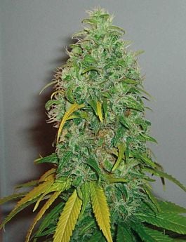 Royal Queen Seeds Skunk #1 Feminised