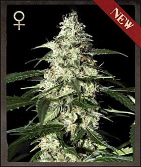 strain hunters skunk