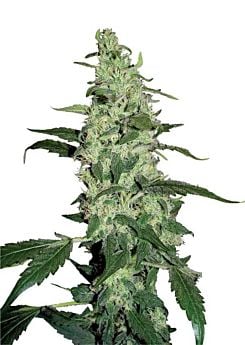 Dutch Passion Skywalker Feminised