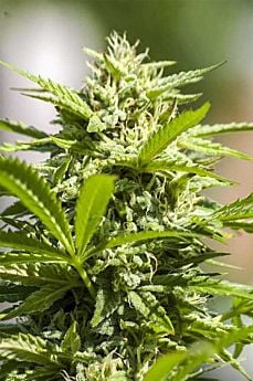 DIGITAL GENETICS SNOWBERRY BLUE REGULAR 2