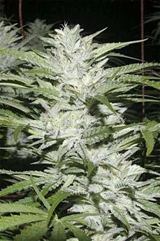 DIGITAL GENETICS SNOWFIRE ISIS KUSH REG