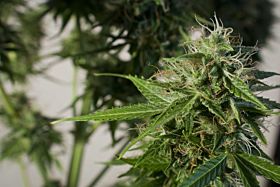 Dutch Passion Snowstorm #2 Autoflowering Feminised