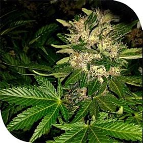 plantformers sog killin
