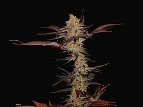 Soma G13 Haze x Lavender