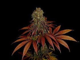 Soma G13 Haze x Rock Bud