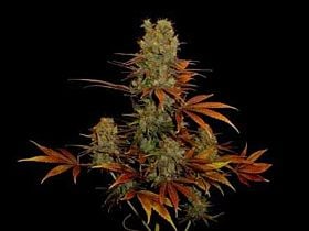Soma G13 Haze x Somango