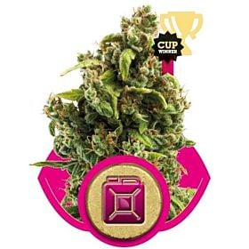 Royal Queen Seeds Sour Diesel Feminised