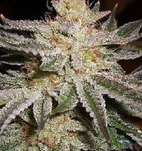 apothecary genetics sour berry