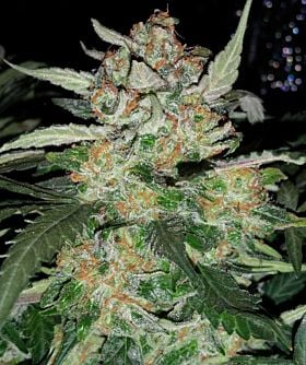 mephisto Sour Blues
