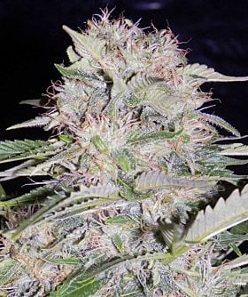 mephisto sour bubbly