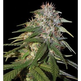 DNA Genetics Seedbank Sour Cream Feminized 