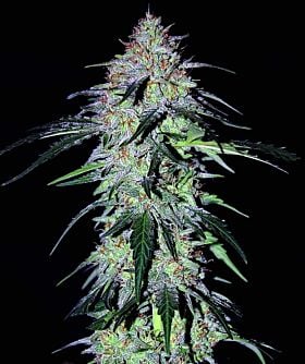 mephisto Sour Hound F2