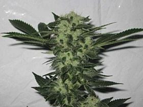 The Cali Connection Sour OG Regular 