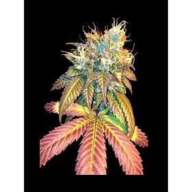 DNA Genetics Seedbank Sour Secret Feminized