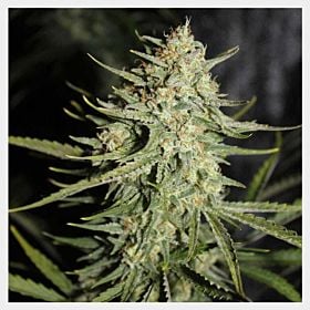hortilab sour amnesia