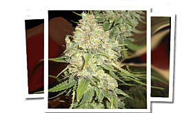 Emerald Triangle blackberry og cbd
