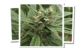 Emerald Triangle blueberry headband cbd