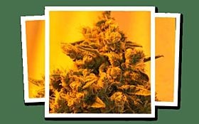 Emerald Triangle critical sour diesel