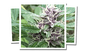 Emerald Triangle royal purple kush cbd
