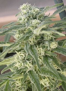 Royal Queen Seeds Special Queen #1 Feminised