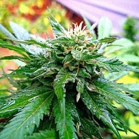 KC Brains California Special Feminised