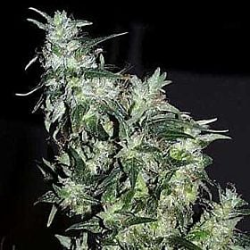 KC Brains Cyber Cristal Feminised