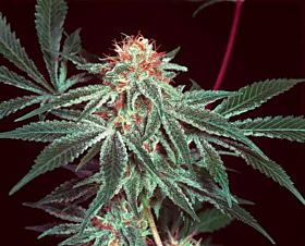 Mr Nice Seedbank Shark Shock Regular