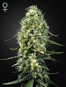 Super Silver Haze CBD 