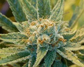 Mr Nice Seedbank Super Silver Haze Regular