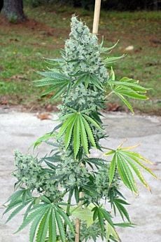 karma genetics SSSDH X Jack